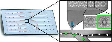 Graphical abstract: Durability of the bubble-jet sorter enables high performance bio sample isolation