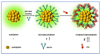 Graphical abstract: Fluorescence anisotropic probe for sensing cardiac troponin-I antigen through target-specific antibody-conjugated gold nanoclusters