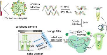 Graphical abstract: Visualizing in-field detection of HCV using a one-pot RT-RAA-CRISPR/Cas12a platform