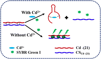 Graphical abstract: Conformational change-based fluorometric aptasensor for sensitive cadmium(ii) detection in fruits and vegetables