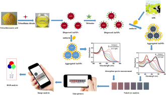 Graphical abstract: Low-cost and highly sensitive colorimetric and visual detection of amikacin in milk using melamine functionalized gold nanoparticles