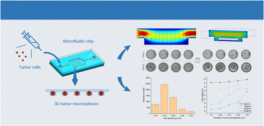 Graphical abstract: Exploring the impact of microfluidic chip structure on the efficacy of three-dimensional tumor microspheres cultivation