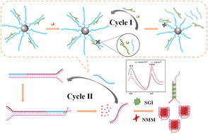 Graphical abstract: Label-free ratiometric fluorescence detection of Pb2+via structure-specific fluorescent dyes and dual signal amplification