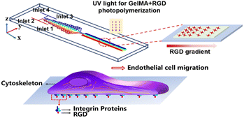 Graphical abstract: Micro-fluidic covalent immobilization of multi-gradient RGD peptides on a gelatin surface for studying endothelial cell migration
