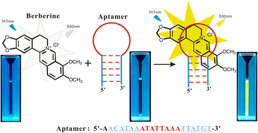 Graphical abstract: A simple and label-free fluorescent DNA sensor for visual detection of aptamer-based berberine