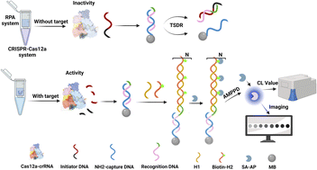 Graphical abstract: A chemiluminescent sensor based on CRISPR-HCR technology for the hypersensitive detection of Mycobacterium tuberculosis