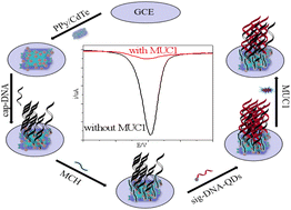 Graphical abstract: Highly sensitive electrochemical biosensor for MUC1 detection based on DNA-functionalized CdTe quantum dots as signal enhancers