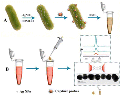 Graphical abstract: A sensitive SERS-based assay technique for accurate detection of foodborne pathogens without interference