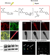 Graphical abstract: Development of a fluorescent probe for detecting superoxide anions for monitoring the progression and treatment of acute spondylitis