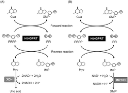 Graphical abstract: Enzyme cycling method using hypoxanthine-guanine phosphoribosyltransferase: a highly sensitive assay for pyrophosphate