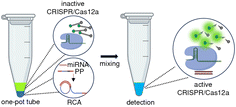 Graphical abstract: One-pot isothermal CRISPR/Dx system for specific and sensitive detection of microRNA