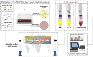 Graphical abstract: A multiplex point-of-care test for discriminatory inference of SARS-CoV-2 Omicron lineages using reverse transcription loop-mediated isothermal amplification and lateral flow detection