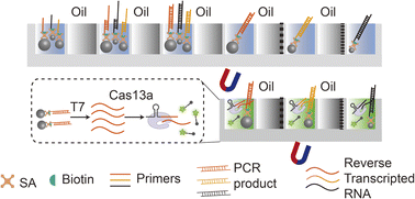 Graphical abstract: Detecting CYP2C19 genes through an integrated CRISPR/Cas13a-assisted system