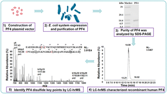 Graphical abstract: Identification of disulfide bond-linking sites in biosynthesized platelet factor 4 by establishing a partial reduction method without alkylation