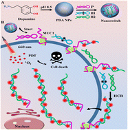 Graphical abstract: A DNA conformational nanoswitch for amplification of both low-abundance protein imaging in living cells and photodynamic therapy