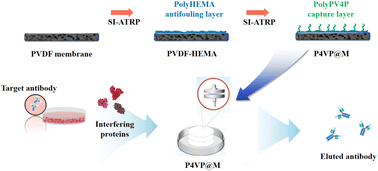 Graphical abstract: A high-density 4-vinylpyridine membrane for rapid purification of antibodies