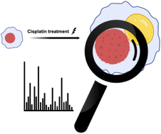 Graphical abstract: Chemical profiling of surviving cancer cells using ToF-SIMS and MCR analysis discriminates cell components