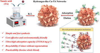 Graphical abstract: Facile synthesis of hydrangea-like copper–tannic acid networks for separation and purification of His-rich proteins with exceptional performance