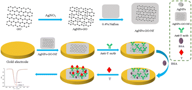 Graphical abstract: A novel highly sensitive electrochemical immunosensor for the sensitive detection of testosterone based on AgNPs–GO–Nf