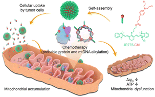 Graphical abstract: A mitochondria-targeting heptamethine cyanine-chlorambucil formulated polymeric nanoparticle to potentiate native tumor chemotherapeutic efficacy