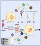 Graphical abstract: Telomerase: a nexus between cancer nanotherapy and circadian rhythm
