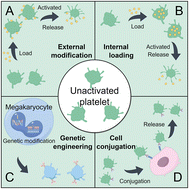 Graphical abstract: Engineering unactivated platelets for targeted drug delivery