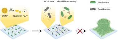 Graphical abstract: Bi-functional quercetin/copper nanoparticles integrating bactericidal and anti-quorum sensing properties for preventing the formation of biofilms