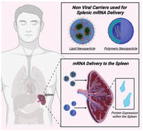 Graphical abstract: Advances in non-viral mRNA delivery to the spleen