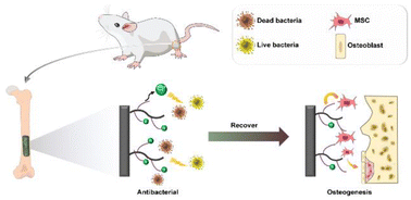 Graphical abstract: N-Halaminated spermidine-containing polymeric coating enables titanium to achieve dual functions of antibacterial and osseointegration