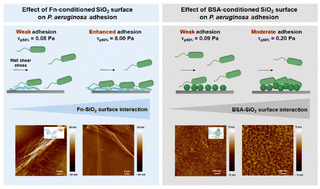 Graphical abstract: Towards a better understanding of the effect of protein conditioning layers on microbial adhesion: a focused investigation of fibronectin and bovine serum albumin layers on SiO2 surfaces