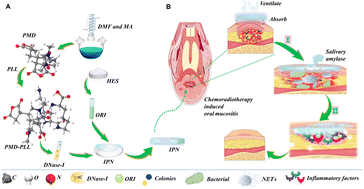 Graphical abstract: Effects of a semi-interpenetrating network hydrogel loaded with oridonin and DNase-I on the healing of chemoradiotherapy-induced oral mucositis