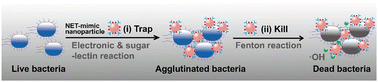 Graphical abstract: Trap & kill: a neutrophil-extracellular-trap mimic nanoparticle for anti-bacterial therapy