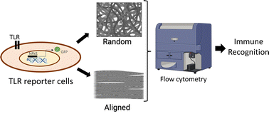 Graphical abstract: Impact of morphological features and chemical composition of tendon biomimetic scaffolds on immune recognition via Toll-like receptors
