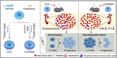 Graphical abstract: Impacts of cationic lipid–DNA complexes on immune cells and hematopoietic cells in vivo