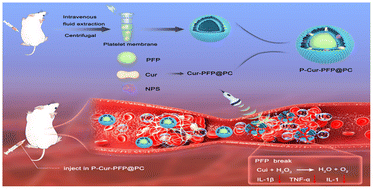 Graphical abstract: Platelet membrane encapsulated curcumin nanomaterial-mediated specific thrombolysis and anti-thrombotic treatment among pregnant women