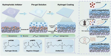 Graphical abstract: Comparison study of surface-initiated hydrogel coatings with distinct side-chains for improving biocompatibility of polymeric heart valves