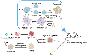 Graphical abstract: Bioinspired ginsenoside Rg3 PLGA nanoparticles coated with tumor-derived microvesicles to improve chemotherapy efficacy and alleviate toxicity