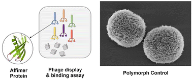 Graphical abstract: Phage display identifies Affimer proteins that direct calcium carbonate polymorph formation