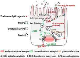 Graphical abstract: Escape sites from the endo-lysosomal trafficking route manipulate exocytosis of nanoparticles in polar epithelium