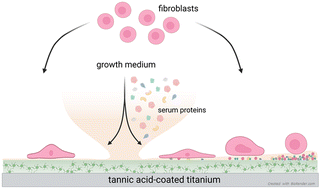 Graphical abstract: Combining QCM-D with live-cell imaging reveals the impact of serum proteins on the dynamics of fibroblast adhesion on tannic acid-functionalised surfaces