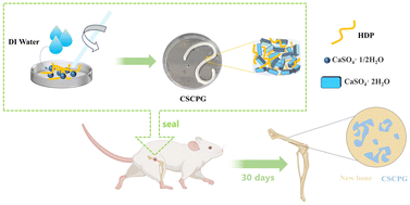 Graphical abstract: Pregelatinized hydroxypropyl distarch phosphate-reinforced calcium sulfate bone cement for bleeding bone treatment