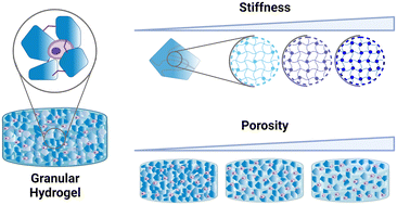 Graphical abstract: Porosity dominates over microgel stiffness for promoting chondrogenesis in zwitterionic granular hydrogels