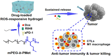Graphical abstract: ROS-responsive thermosensitive polypeptide hydrogels for localized drug delivery and improved tumor chemoimmunotherapy
