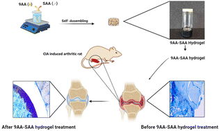 Graphical abstract: A bioactive and biodegradable vitamin C stearate-based injectable hydrogel alleviates experimental inflammatory arthritis