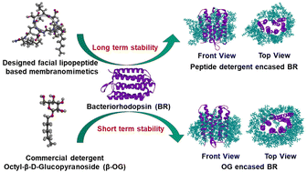 Graphical abstract: Nanostructured lipopeptide-based membranomimetics for stabilizing bacteriorhodopsin