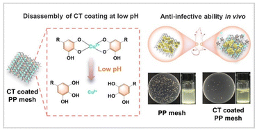 Graphical abstract: pH-Responsive antibacterial metal–phenolic network coating on hernia meshes