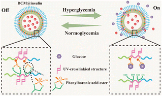 Graphical abstract: Dually crosslinked degradable polyionic micelles for sustained glucose-responsive insulin release