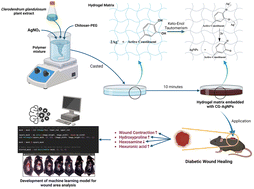 Graphical abstract: A novel chitosan–PEG hydrogel embedded with in situ silver nanoparticles of Clerodendrum glandulosum Lindl. extract: evaluation of its in vivo diabetic wound healing properties using an image-guided machine learning model