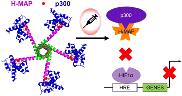 Graphical abstract: Engineered coiled-coil HIF1α protein domain mimic