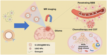 Graphical abstract: Macrophage membrane-camouflaged nanoclusters of ultrasmall iron oxide nanoparticles for precision glioma theranostics